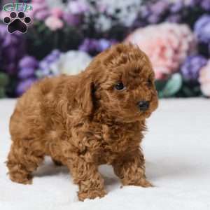 Tony, Miniature Poodle Puppy